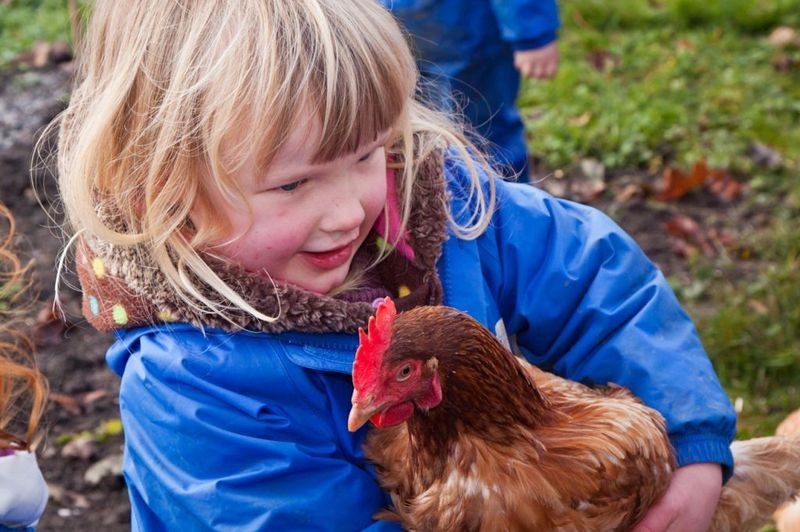 preschool visit chickens